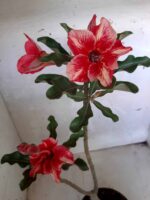 ENXERTO 10514 – 30cm (cor LM 493) - Imagem 3