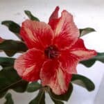 ENXERTO 10514 – 30cm (cor LM 493)