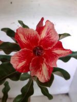 ENXERTO 10514 – 30cm (cor LM 493)