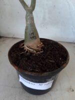 ENXERTO 10514 – 30cm (cor LM 493) - Imagem 6