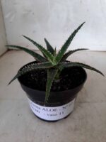 SUCULENTA "ALOE" Nº 01