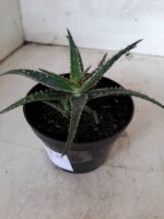 SUCULENTA "ALOE" Nº 01 - Imagem 7
