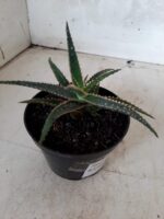 SUCULENTA "ALOE" Nº 01 - Imagem 5