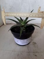SUCULENTA "ALOE" Nº 01 - Imagem 4