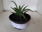 SUCULENTA "ALOE" Nº 06 - cuia 13