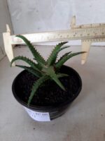 SUCULENTA "ALOE" Nº 06 - cuia 13 - Imagem 7