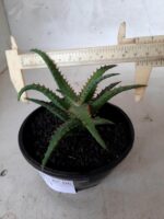SUCULENTA "ALOE" Nº 06 - cuia 13 - Imagem 4