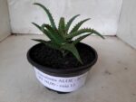 SUCULENTA "ALOE" Nº 06 - cuia 13 - Imagem 12