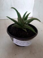 SUCULENTA "ALOE" Nº 06 - cuia 13 - Imagem 11