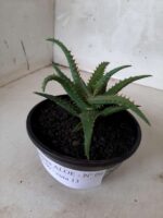 SUCULENTA "ALOE" Nº 06 - cuia 13 - Imagem 10
