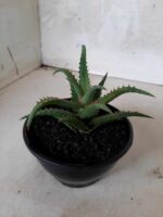 SUCULENTA "ALOE" Nº 06 - cuia 13 - Imagem 9