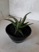 SUCULENTA "ALOE" Nº 06 - cuia 13 - Imagem 8