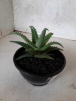SUCULENTA "ALOE" Nº 06 - cuia 13 - Imagem 6