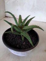 SUCULENTA "ALOE" Nº 06 - cuia 13 - Imagem 5
