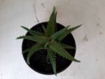 SUCULENTA "ALOE" Nº 06 - cuia 13 - Imagem 3