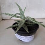 SUCULENTA "ALOE" Nº 08 - cuia 13