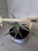 SUCULENTA "ALOE" Nº 08 - cuia 13 - Imagem 4