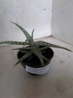 SUCULENTA "ALOE" Nº 08 - cuia 13 - Imagem 12