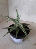 SUCULENTA "ALOE" Nº 08 - cuia 13 - Imagem 11