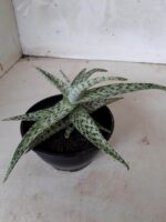 SUCULENTA "ALOE" Nº 08 - cuia 13 - Imagem 6