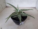 SUCULENTA "ALOE" Nº 08 - cuia 13 - Imagem 9