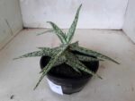 SUCULENTA "ALOE" Nº 08 - cuia 13 - Imagem 5