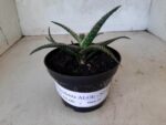 SUCULENTA "ALOE" Nº 13 - vaso 11 - Imagem 2