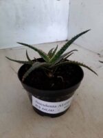 SUCULENTA "ALOE" Nº 13 - vaso 11 - Imagem 11