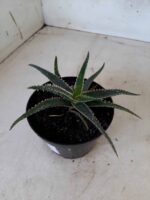 SUCULENTA "ALOE" Nº 13 - vaso 11 - Imagem 7