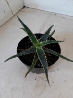SUCULENTA "ALOE" Nº 13 - vaso 11 - Imagem 8
