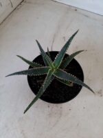 SUCULENTA "ALOE" Nº 13 - vaso 11 - Imagem 5