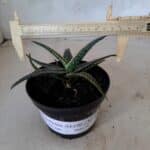 SUCULENTA "ALOE" Nº 13 - vaso 11