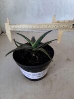 SUCULENTA "ALOE" Nº 13 - vaso 11