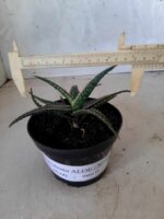 SUCULENTA "ALOE" Nº 13 - vaso 11 - Imagem 4
