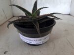 SUCULENTA "ALOE" Nº 15 - cuia 13 - Imagem 2