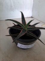SUCULENTA "ALOE" Nº 15 - cuia 13 - Imagem 9