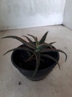 SUCULENTA "ALOE" Nº 15 - cuia 13 - Imagem 8