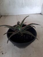 SUCULENTA "ALOE" Nº 15 - cuia 13 - Imagem 3