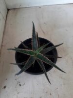 SUCULENTA "ALOE" Nº 15 - cuia 13 - Imagem 4
