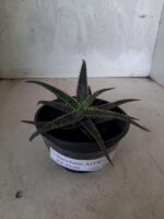 SUCULENTA "ALOE" Nº 15 - cuia 13 - Imagem 6