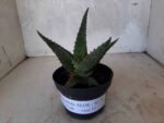 SUCULENTA "ALOE" Nº 15 - vaso 11 - Imagem 2