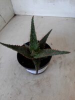 SUCULENTA "ALOE" Nº 15 - vaso 11 - Imagem 3