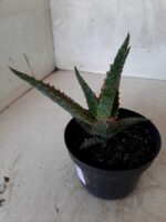SUCULENTA "ALOE" Nº 15 - vaso 11 - Imagem 11