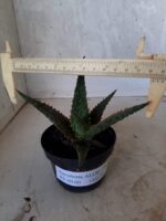 SUCULENTA "ALOE" Nº 15 - vaso 11 - Imagem 9