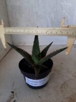 SUCULENTA "ALOE" Nº 15 - vaso 11 - Imagem 7