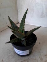 SUCULENTA "ALOE" Nº 15 - vaso 11 - Imagem 6