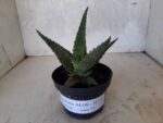 SUCULENTA "ALOE" Nº 15 - vaso 11 - Imagem 5