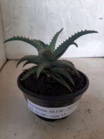 SUCULENTA "ALOE" Nº 16 - cuia 13 - Imagem 2