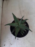 SUCULENTA "ALOE" Nº 16 - cuia 13 - Imagem 10