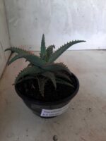 SUCULENTA "ALOE" Nº 16 - cuia 13 - Imagem 9